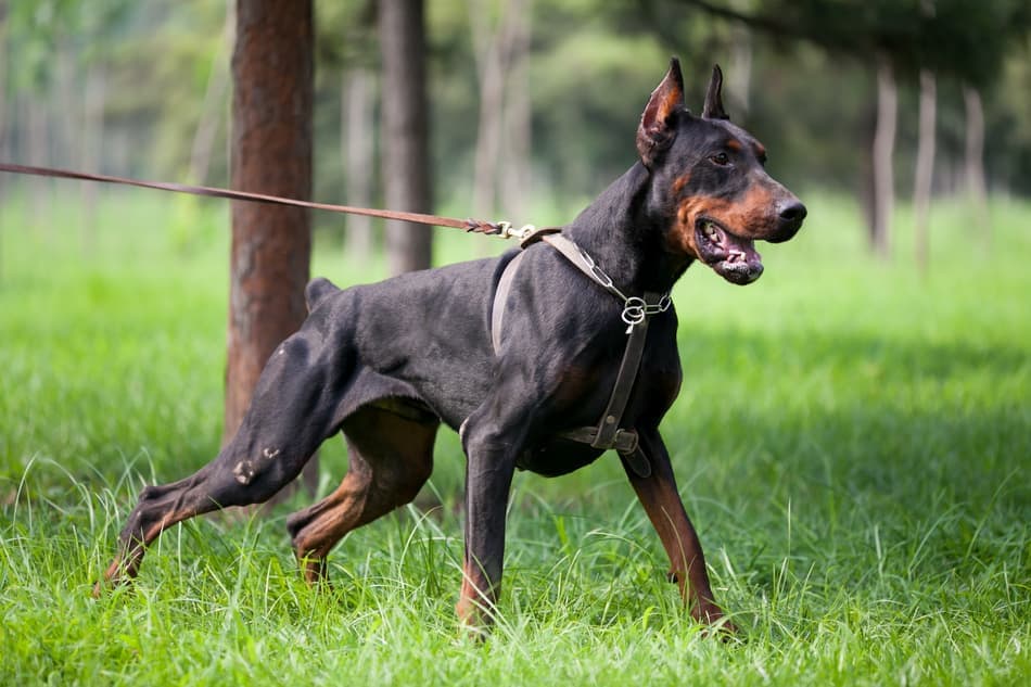 سگ نژاد دوبرمن پینچر (Doberman Pinscher)